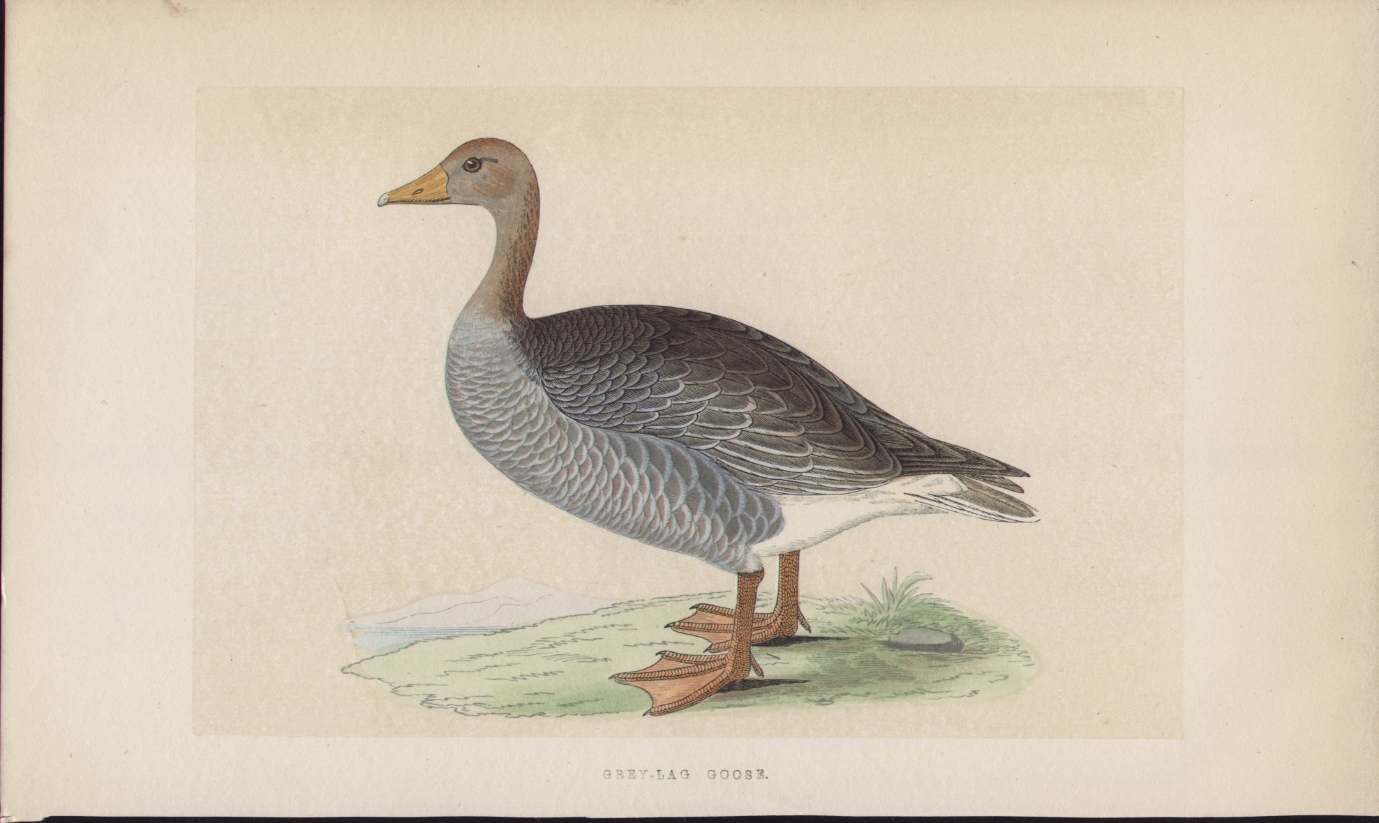 Wood - Grey-lag Goose - Fawcett